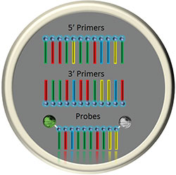 primers-probes.jpg